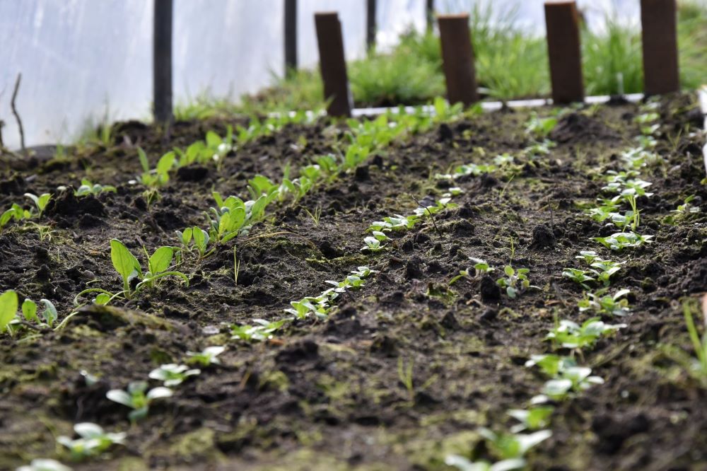 Sämlinge, Gartenplanung