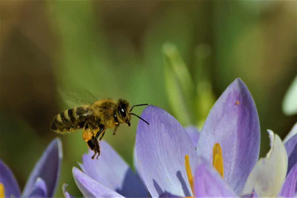 Honigbiene Apis mellifera