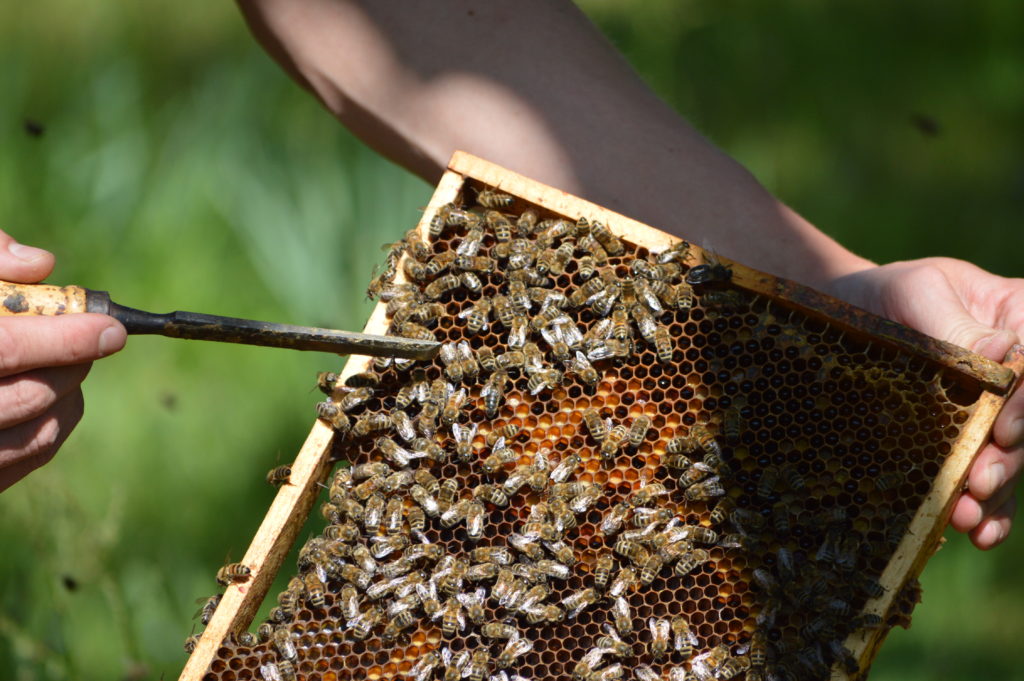 Bienen Wabe Honig Imker Bienenhaltung