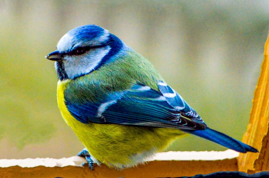 Nützling Vogel Meise blau