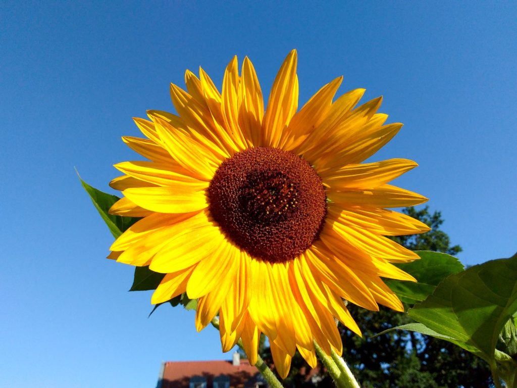 Blumen und Pflanzen