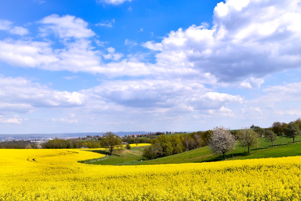 Dresden Rapsfeld Frühling