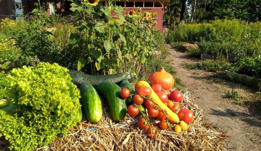 Gemürse Ernte Früchte Tomaten Kürbis Hokaido